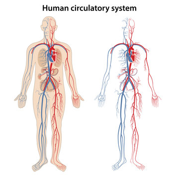 Human arterial and venous circulatory system. Vector illustration in flat style.