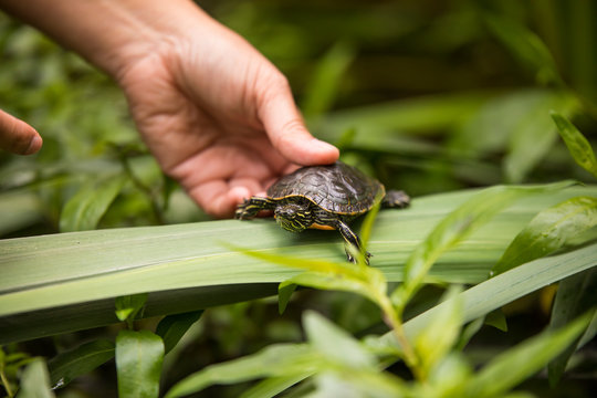 Biologist places a western painted turtle back into its environment