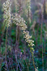 Autumn flowers and grasses. Dry autumn plants