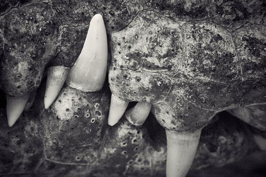 Detail of the skin and mouth of a crocodile