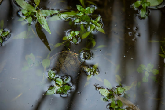 Western painted turtle pop his head out of a marsh pond