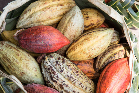 Colorful cacao seeds in palm basket, Samoa