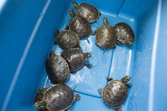 Western painted turtles in tote prior to release
