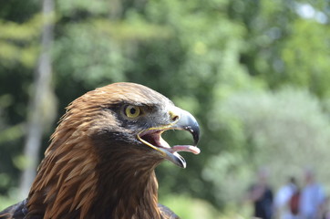 Vogel