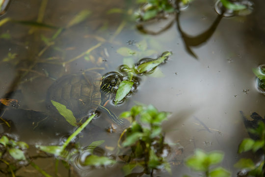 Western painted turtle pops his head out of a marsh pond