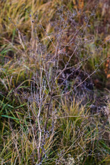 Autumn flowers and grasses. Dry autumn plants