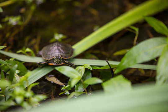Western painted turtle perched on vegetation above pond