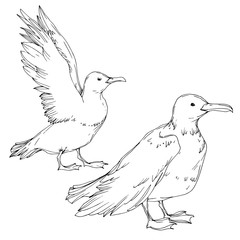 Vector Sky bird seagull isolated. Black and white engraved ink art. Isolated seagull illustration element.