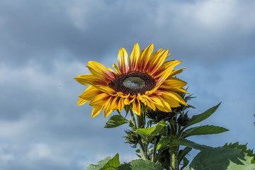 sonnenblume