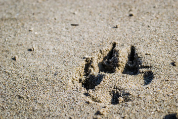 Dog paw print in the sand on the bank of the Danube River