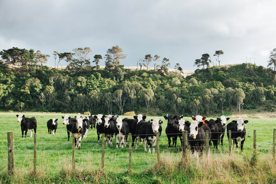 Black and white cows behind a fence in a paddock