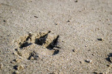 Dog paw print in the sand on the bank of the Danube River