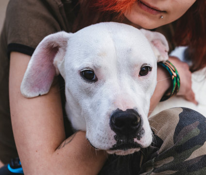 Young dog with owner, Argentina