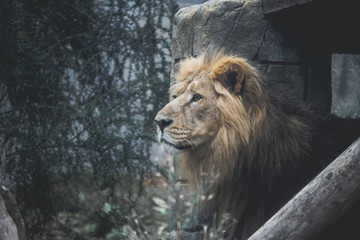 portrait of a lion