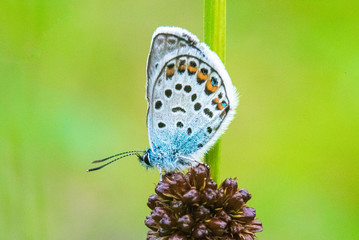 beautiful small butterfly