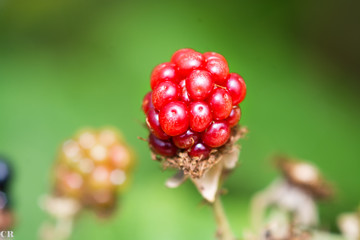 red succulent berries in focus with clean green smooth background