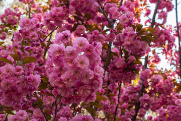 Fototapeta premium Pink sakura flower blossom in spring time with Soft focus, over blue sky. Sunlight natural background with copy space.