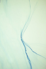 Abstract created using the technique of Alcohol ink. Macro photography of the smallest details of a panting. The panting shows how overflows of shades and colors of paint resemble space motifs.