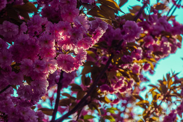 Pink sakura flower blossom in spring time with Soft focus, over blue sky. Sunlight natural background with copy space.