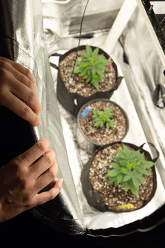 Hands in the foreground and homegrown marijuana plants