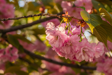 Pink sakura flower blossom in spring time with Soft focus, over blue sky. Sunlight natural background with copy space.