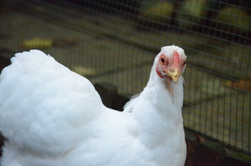 Weißes Huhn