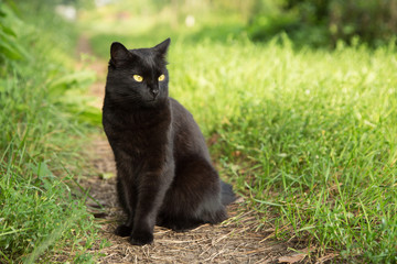 Naklejka na ściany i meble Bombay black cat in green grass. Outdoors, nature