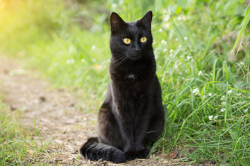 Naklejka na ściany i meble Beautiful bombay black cat in green grass. Outdoors, nature