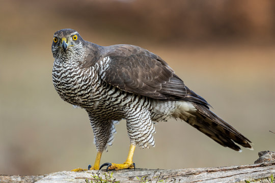 Northern azor accipiter gentilis, perched on its perch, Spain