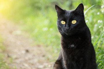 Naklejka na ściany i meble Black cat portrait close up, copy space. Outdoors, nature 