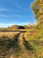 Fototapeta premium The road through the field against the blue sky. The path to the village passes near the forest. Traces of cars and carts on the grass.