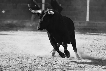 toro español en plaza  de toros