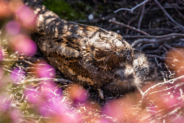 Nightjar mother and chick