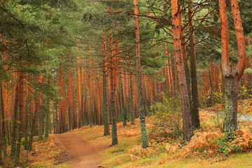 Wild pines in the Valsain forest