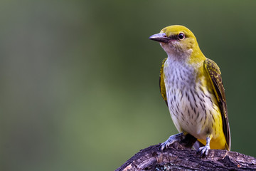 Golden oriole female in natural habitat , oriolus oriolus,