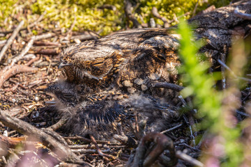 Nightjar mother and chick