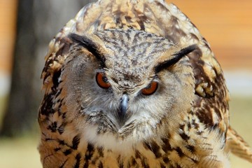 Vogel