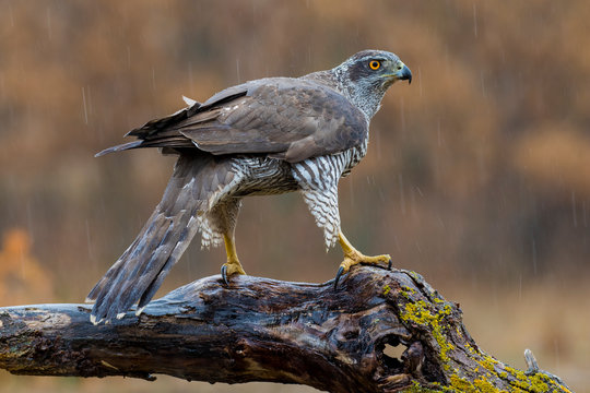 Northern azor accipiter gentilis, perched on its perch, Spain