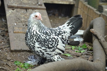 Weiß-Schwarzes Huhn