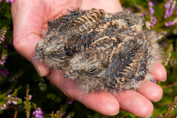 Nightjar chicks in hand
