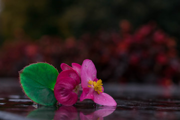 flower and flowers in the rain