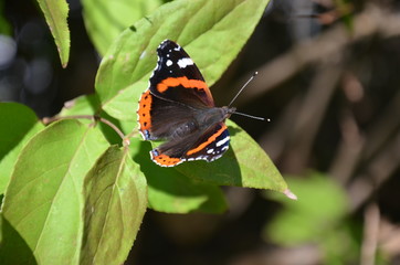 Schmetterling