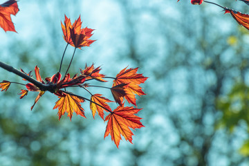 Colorful red maple leaf spring morning blurred background. Sunlight natural background with copy space.