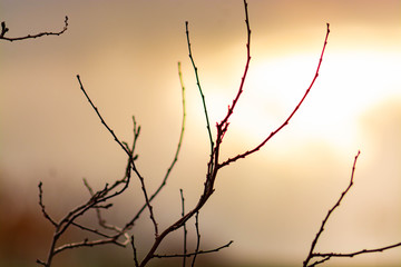 Fototapeta na wymiar barren tree branches with pinkish glow in yellow background