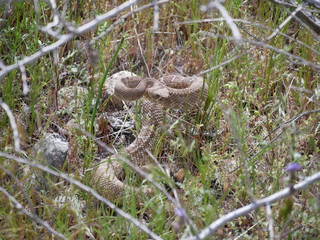 Coiled Rattlesnake in Undergrowth