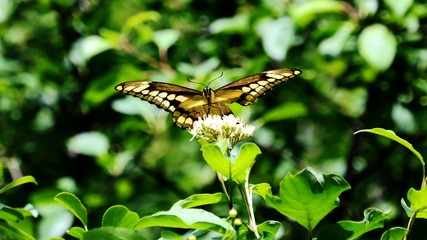 A giant swallowtail butterfly, it is the largest butterfly in North America.