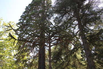 Fototapeta premium trees and blue sky
