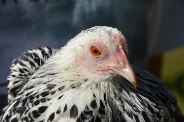 Schwarz-Weiß-gepunktetes Huhn