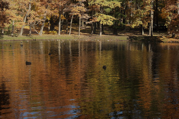 Gatchina, Russia - autumn landscape in the Gatchina park