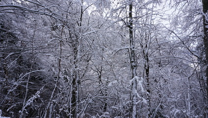 Wald im Winter mit Schnee